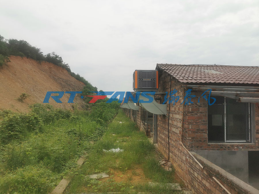 豬場降溫,濕簾冷風(fēng)機,環(huán)保空調(diào)